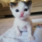 Fiko
