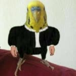 Pichobird