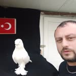 Ayhan