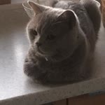 Necla