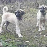 Melih