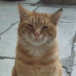 Mensur