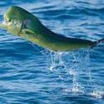 Mahimahi