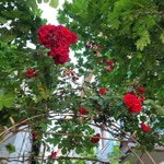 Rabia