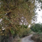 Berna