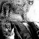 Aliefe