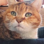 Hülya