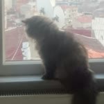 Sermin