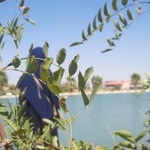 Gülsüm