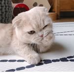 Buse