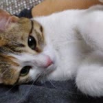 Gülay