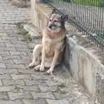 Mert