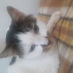 Ayse