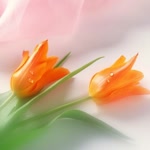 Fatma