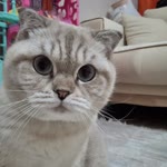 Merih