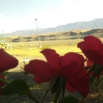 Yiğido
