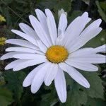Esma