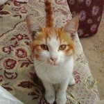 Tuğba