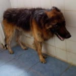 Faruk