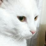 Elif