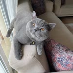 Sultan