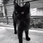 Berat