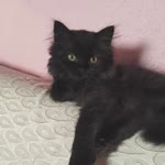 Esrkoksln