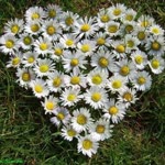 Seher