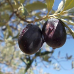 Savaş