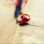 Merve