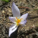 Uğur