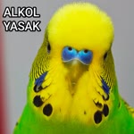 Nilay