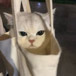 Nur