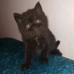 Kedi