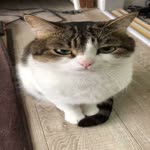 Yiğit