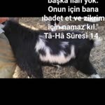 Arzu