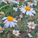 Büşranur