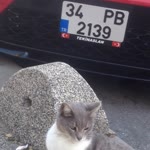 Alican