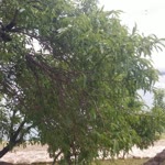 Tuğba