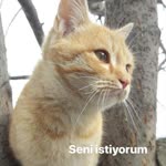 Sümeyye