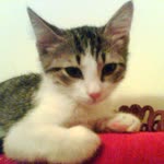 Nahide