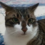 Hanife