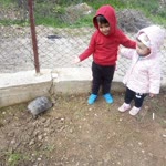 Halil