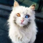 Okan