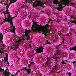 Emine