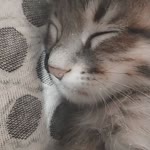 Derya