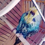 Mert