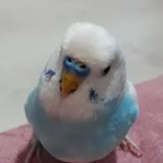 Seval