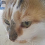 Atilla