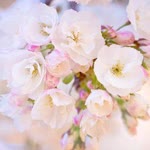Arzu